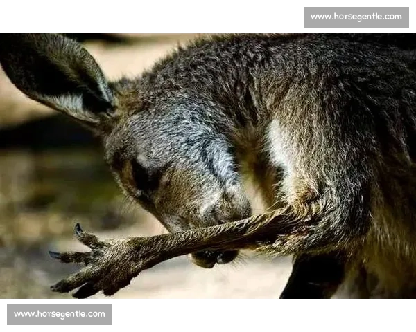 袋鼠与自然生态的斗争与生存智慧探索